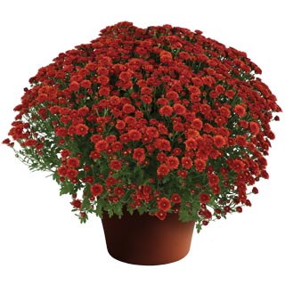 yoder-garden-mum-rhonda-red.jpg