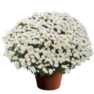 yoder-garden-mum-rhonda-white.jpg