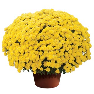yoder-garden-mum-rhonda-yellow.jpg