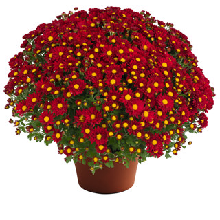 yoder-garden-mum-rihanna-red.jpg