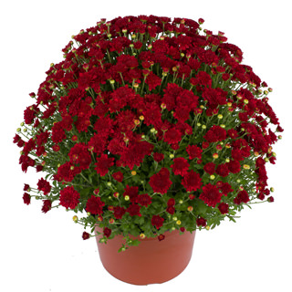 yoder-garden-mum-samantha-red.jpg