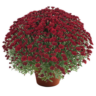 yoder-garden-mum-selena-red.jpg