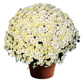 yoder-garden-mum-shannon-white.jpg