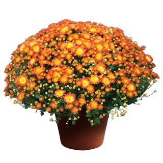 yoder-garden-mum-stacy-dazzling-orange.jpg