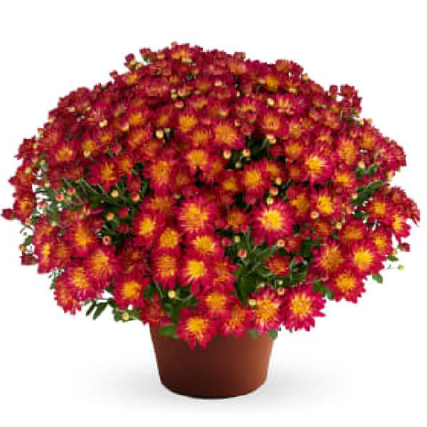 yoder-garden-mum-summer-sunset-garden-mums-1642097185.jpg