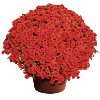 yoder-garden-mum-tabitha-scarlet.jpg