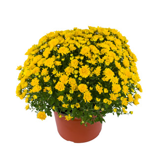 yoder-garden-mum-tanya-yellow.jpg