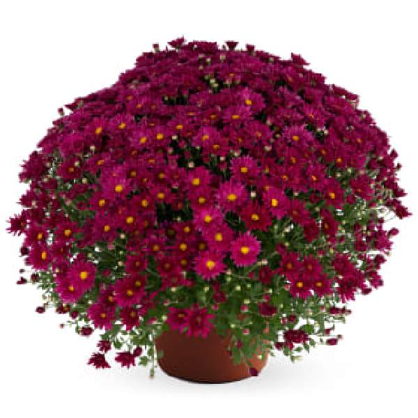 yoder-garden-mum-teresa-pink-garden-mums-1642096771.jpg