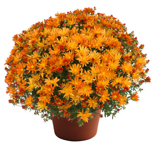 yoder-garden-mum-tracy-orange.jpg