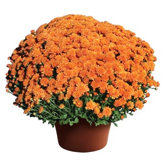 yoder-garden-mum-ursula-fancy-orange.jpg