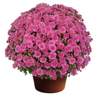 yoder-garden-mum-ursula-lavender.jpg
