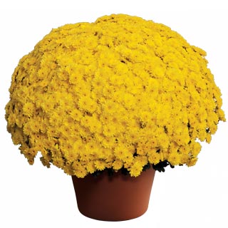 yoder-garden-mum-ursula-sunny-yellow.jpg