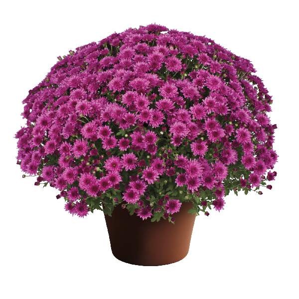 yoder-garden-mum-veronica-dark-pink-garden-mums-1681588711.jpg