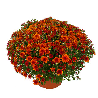 yoder-garden-mum-wanda-bronze.jpg