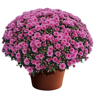 yoder-garden-mum-wanda-lavender.jpg