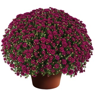 yoder-garden-mum-wanda-purple.jpg