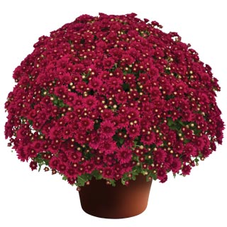 yoder-garden-mum-wanda-red.jpg