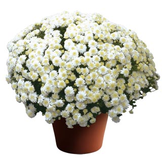 yoder-garden-mum-wilma-white.jpg