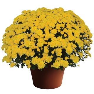 yoder-garden-mum-wilma-yellow.jpg