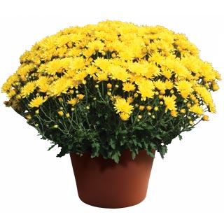 yoder-garden-mum-yolanda-yellow.jpg