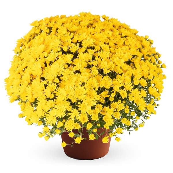 yoder-garden-mum-zelda-yellow-garden-mums-1681588813.jpg