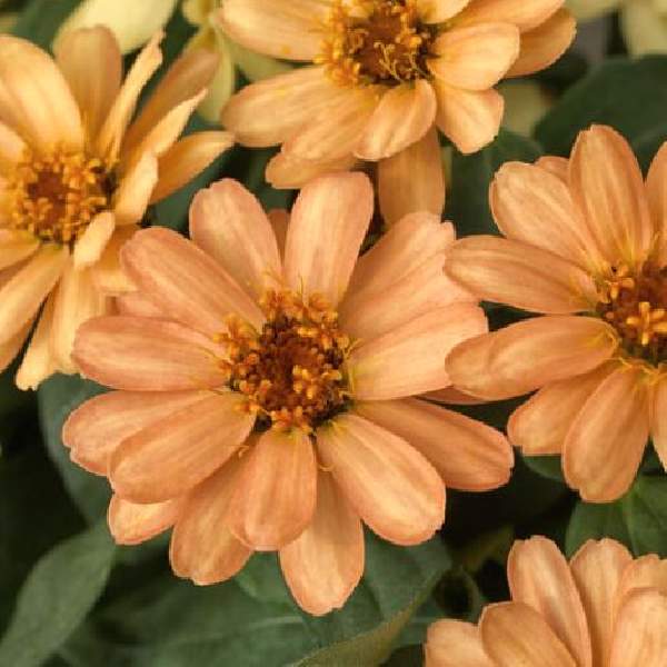 Zinnia Profusion Apricot
