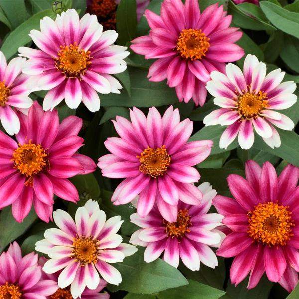 Zinnia Profusion Cherry Bicolor