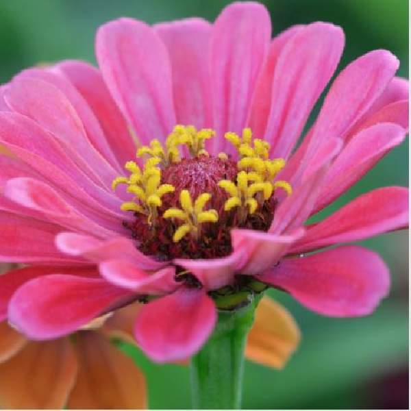 Zinnia Profusion Cherry
