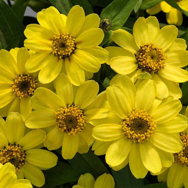Zinnia Profusion Lemon