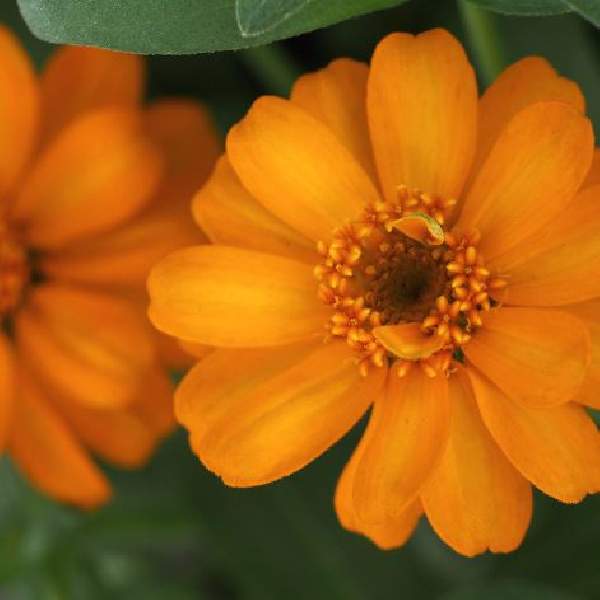 Zinnia Profusion Orange