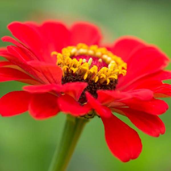 Zinnia Profusion Red