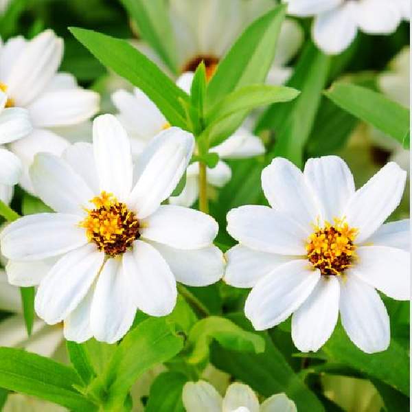 Image Of Zinnia Profusion White