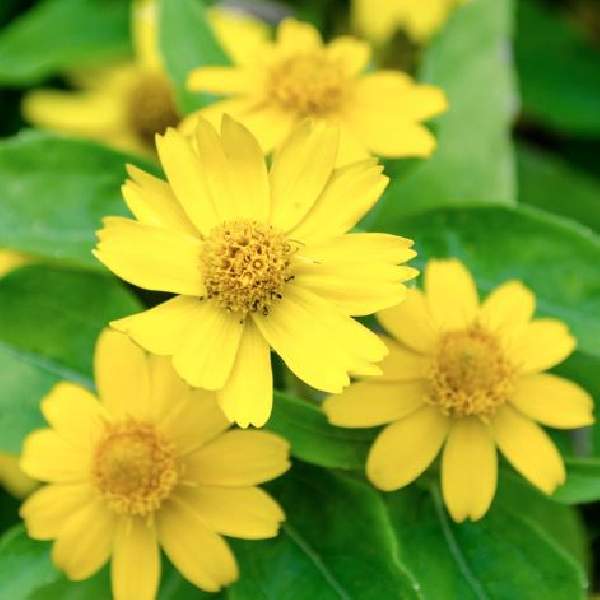 Zinnia Profusion Yellow